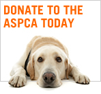 Donate to the ASPCA today