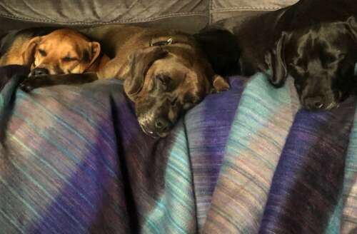 Dogs under alpaca blanket